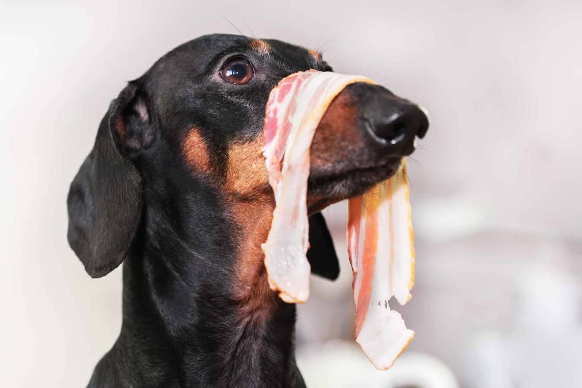 Can dogs eat bacon?