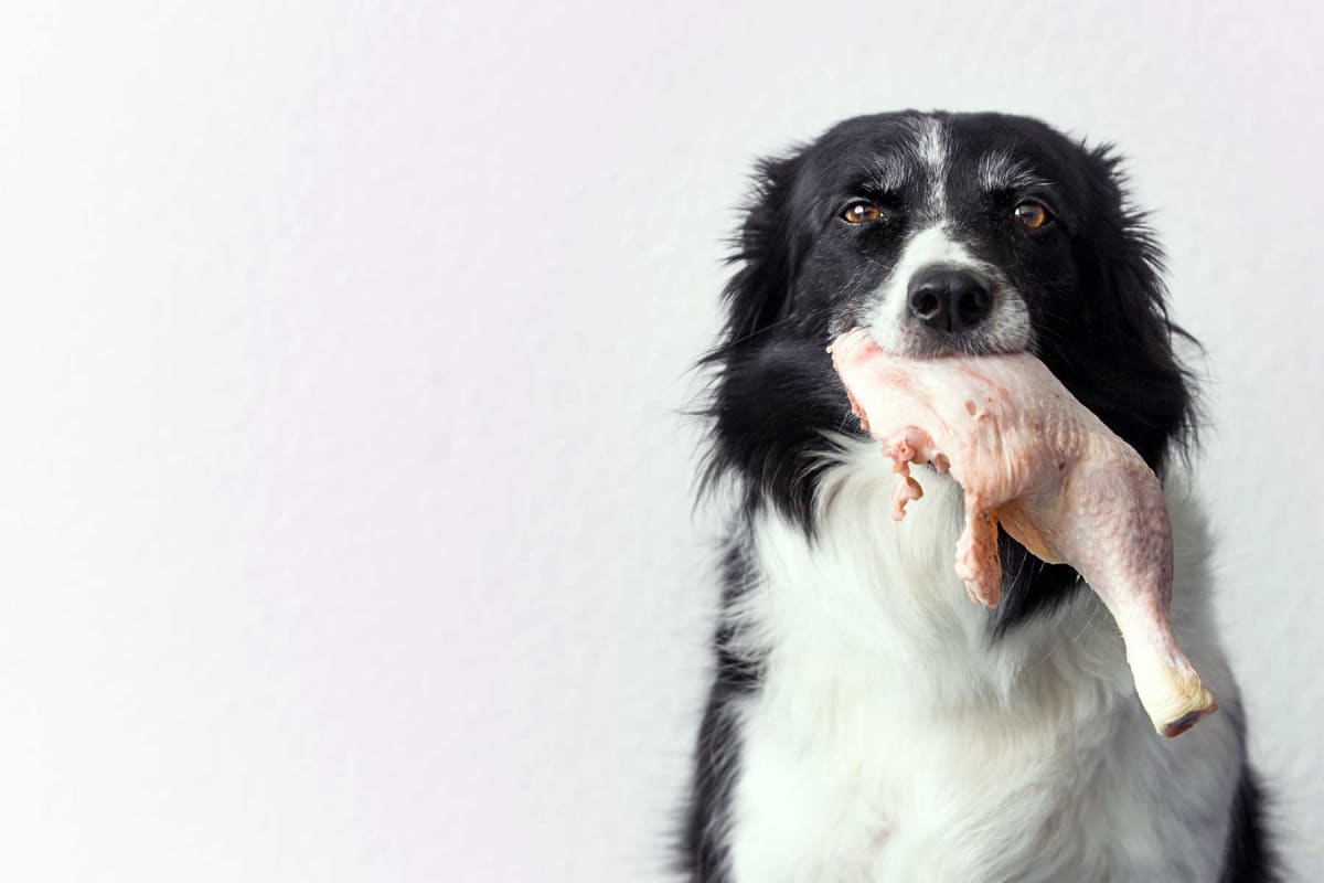 Can dogs eat raw chicken?