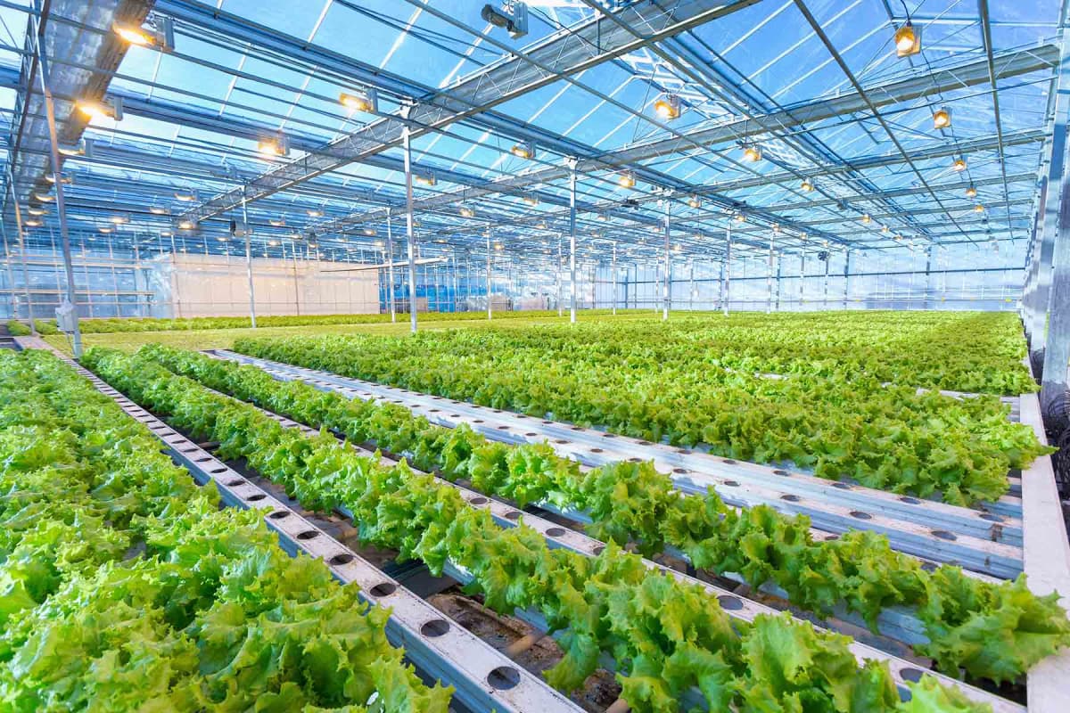 How much does a commercial greenhouse cost?