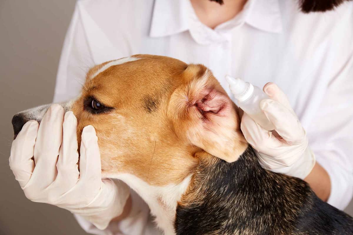 How much does it cost to treat a dog ear infection?