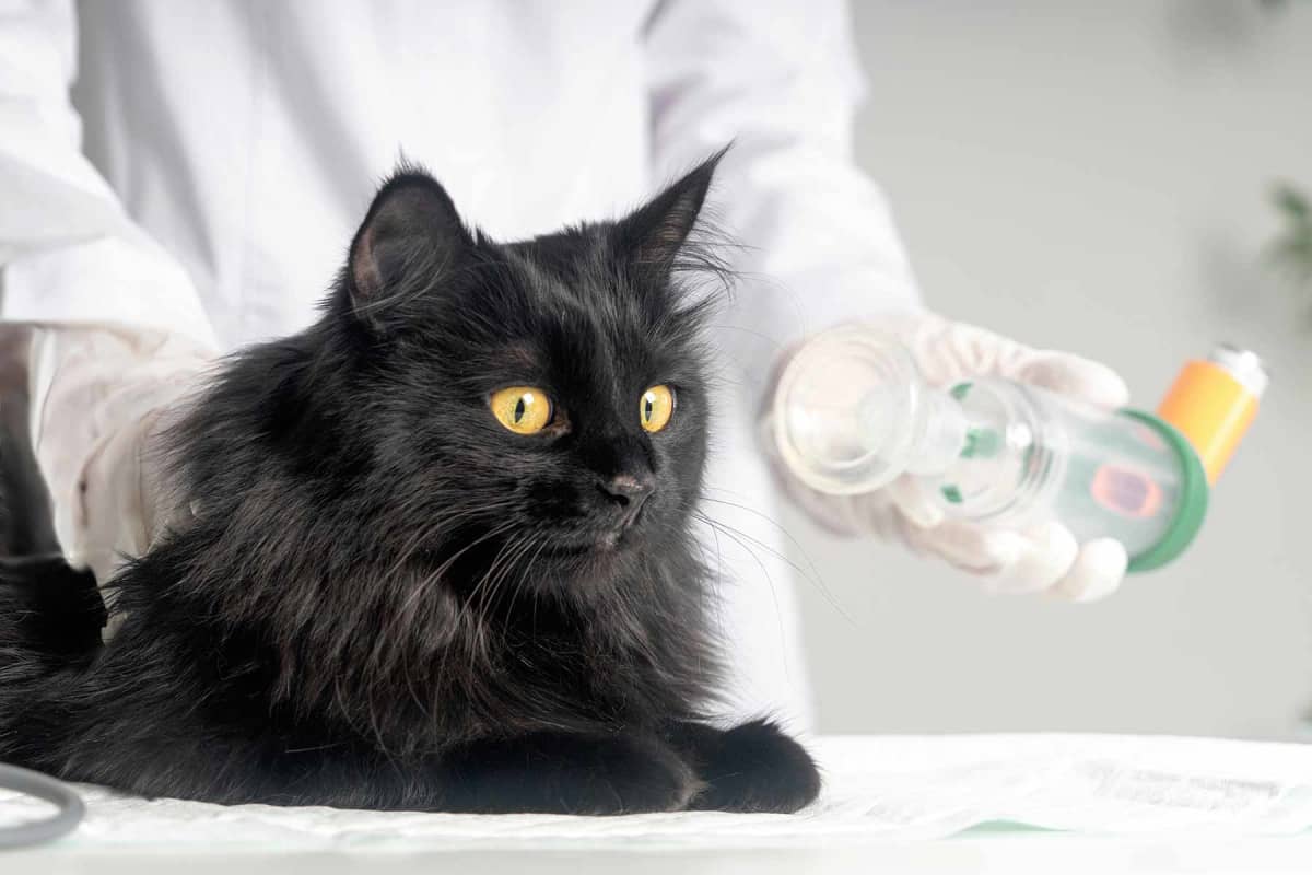 How much does cat asthma treatment cost?