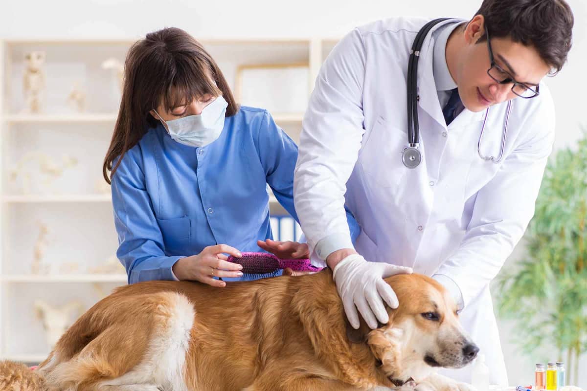 How to Become a Veterinary Assistant [PRO]