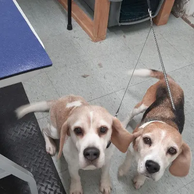 Yuki Dog Grooming