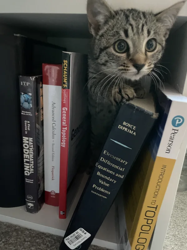 Kitten in books