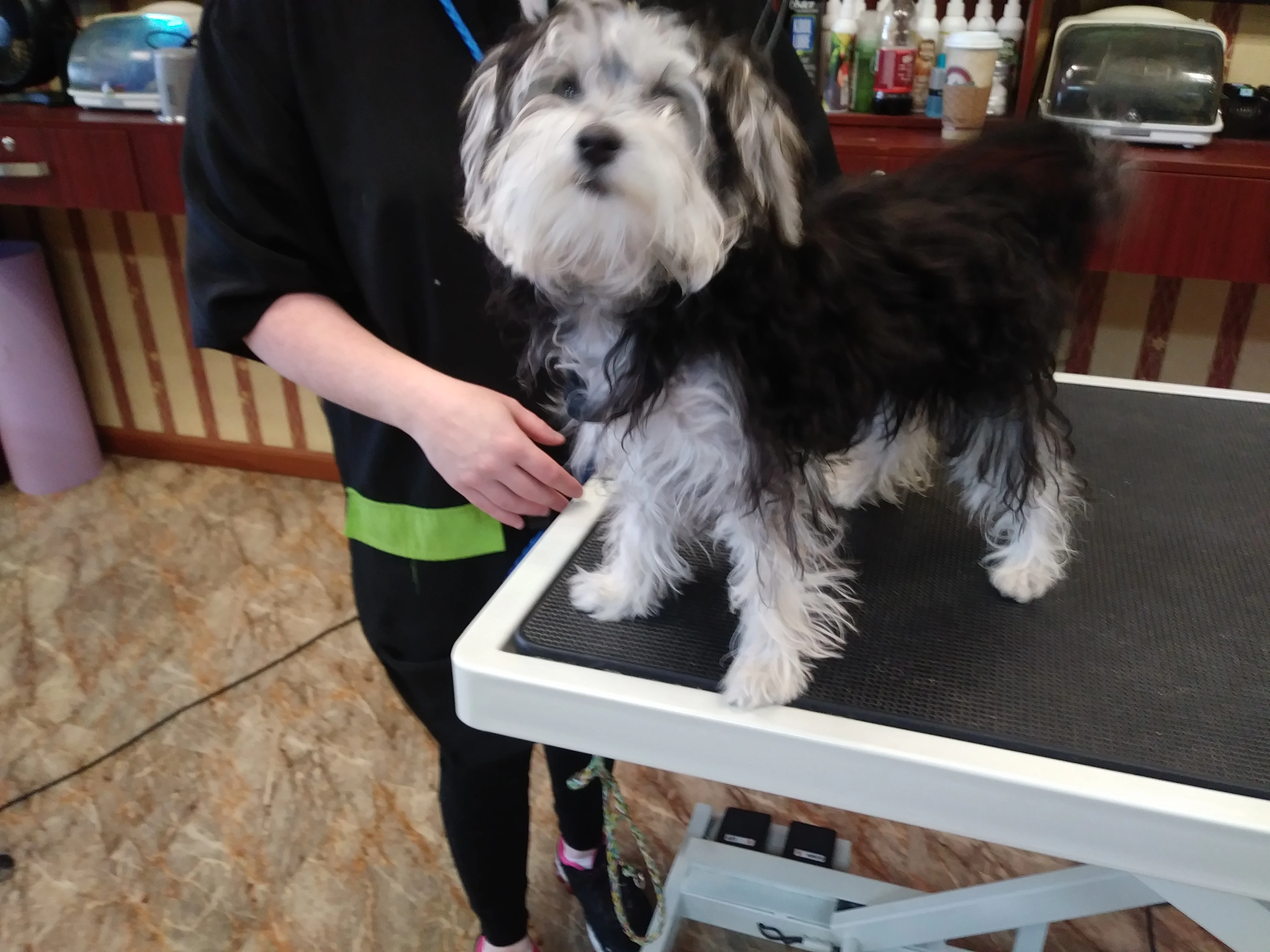 Halo House Animal Resort in Camden, NJ // HomeGuide