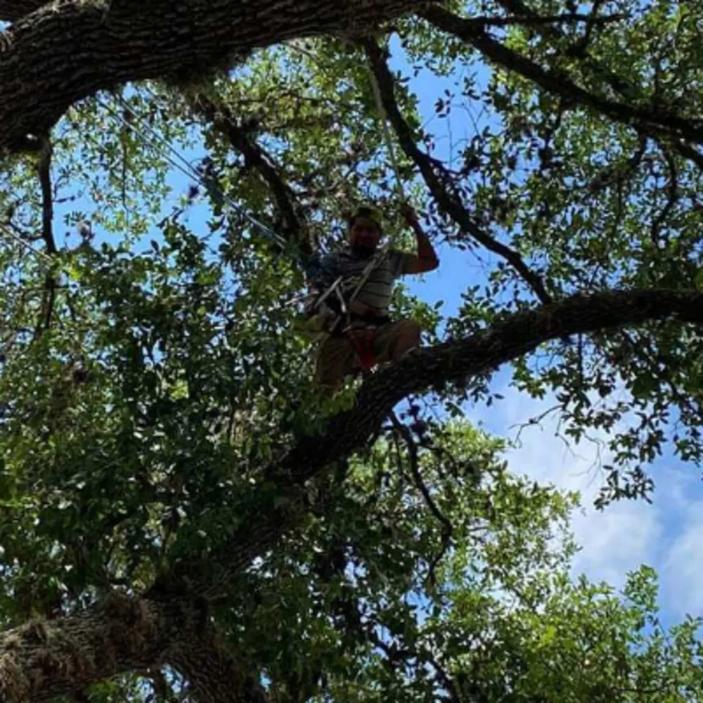 C And L Landscaping Tree & General Contractor
