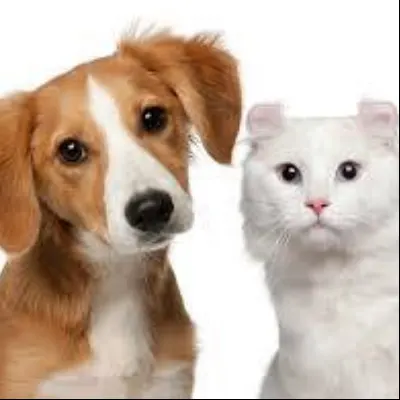 Mayor's Meow-nificent Mutt-sitting