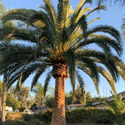 Regs Tree Service