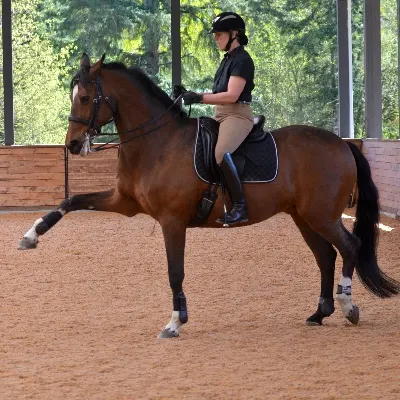 Jane Judson Dressage