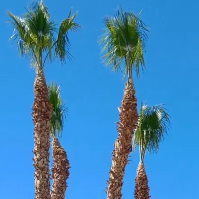 Tree Service 