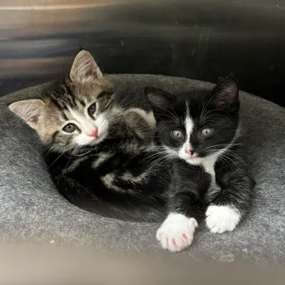 Care More Animal Hospital