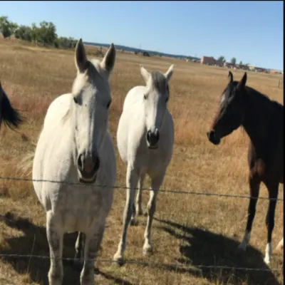 Moonfire Riding Lessons
