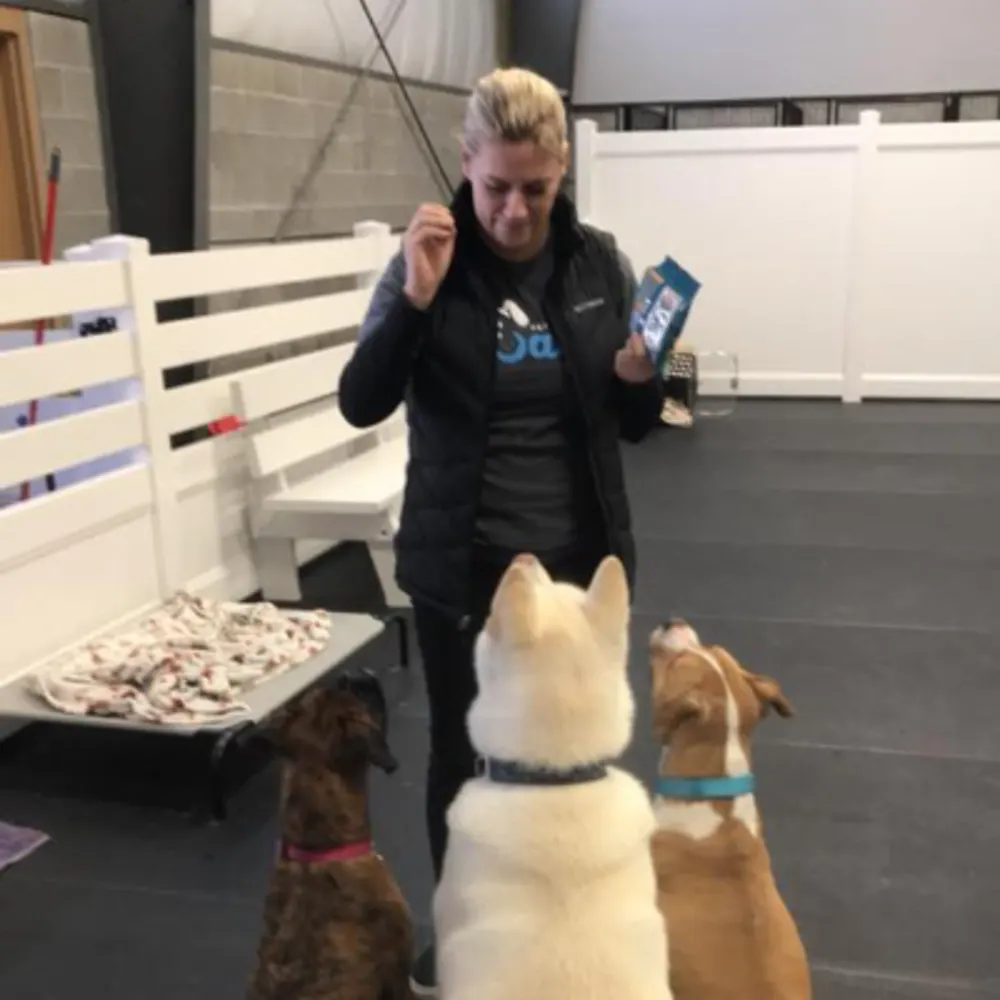 Wags Pet Resort