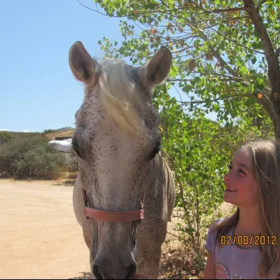 Hyslop Horse Haven