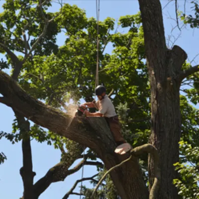 Vizzard Tree & Landscaping