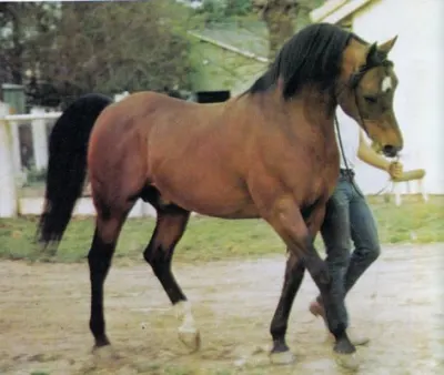 Jack Tone Ranch