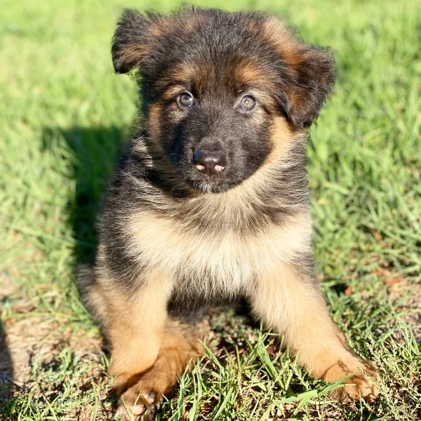 Bob's dogs torrance ca hot sale