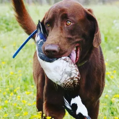 Feather Retrievers Of South Texas