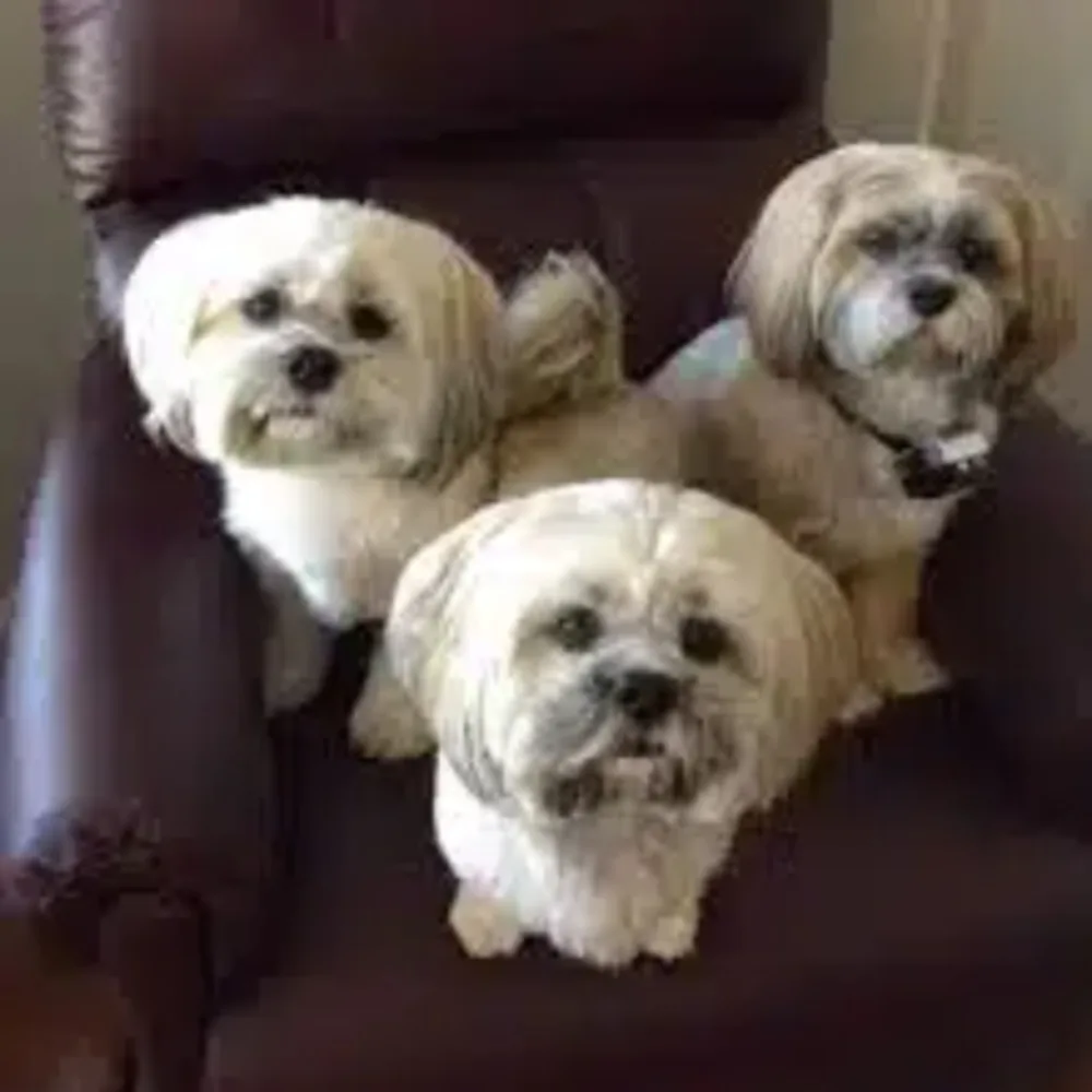 Cuts For Pups