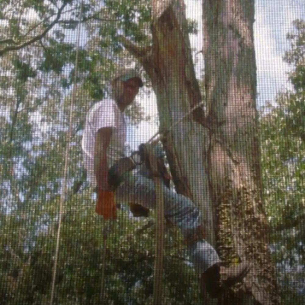 Overton Tree Services