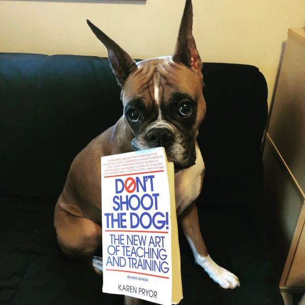 Boxer dog training 2025 video funny