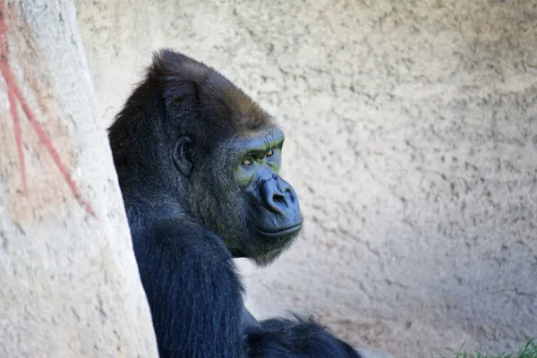 Curious Gorilla 