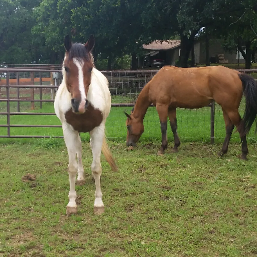 A Horse Experience