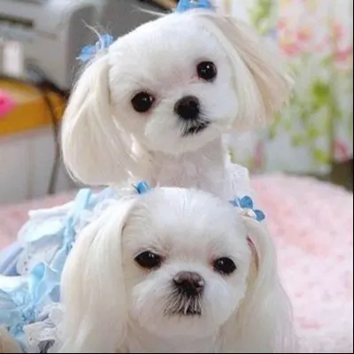 Clip~N~Tails Pet Salon