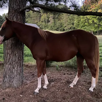 Leesa’s Horseback Lessons