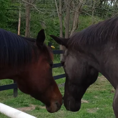 Equestrian Dynamics