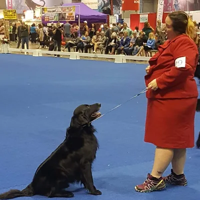 Busy Disi Pet Services