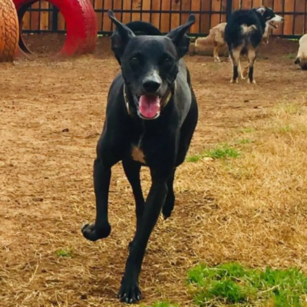 Dogs Unleashed Daycare