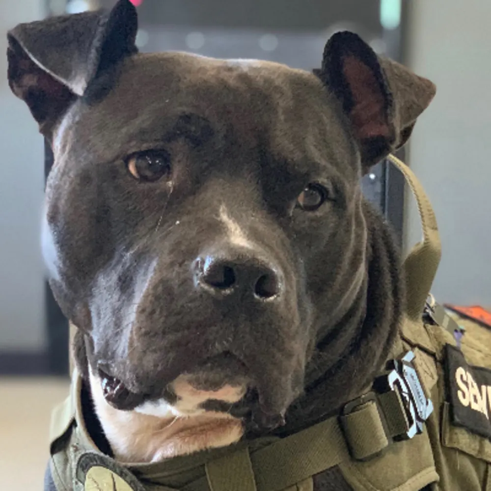 Paw Haven Inc.