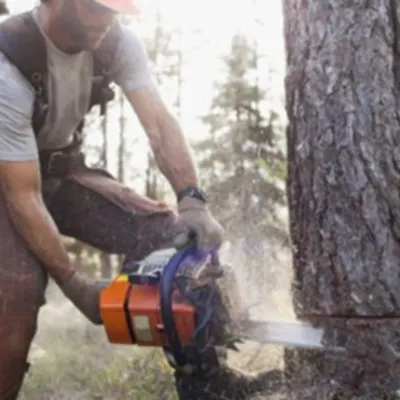 MM Bronx Tree Service