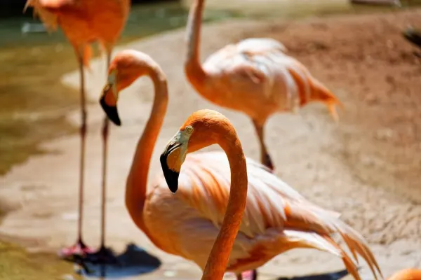 Flamingos in the Sun 