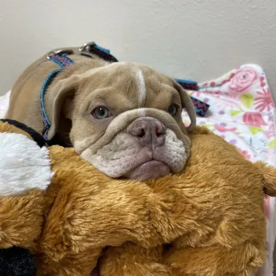 Bear River Veterinary Clinic