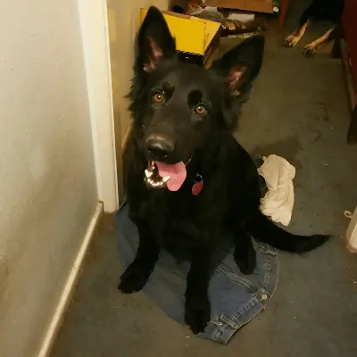 Bob's dogs training shop