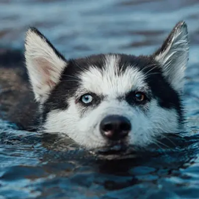 Blue Eyed Dog Lessons