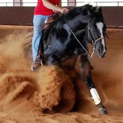 Kiwi Performance Horses