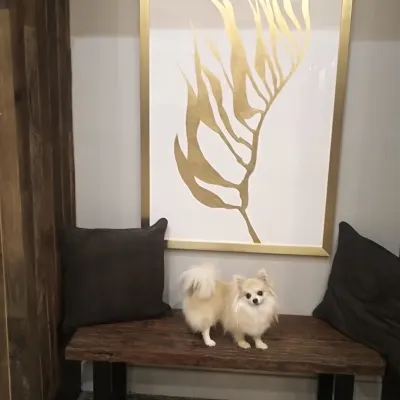 Elsa's Shine