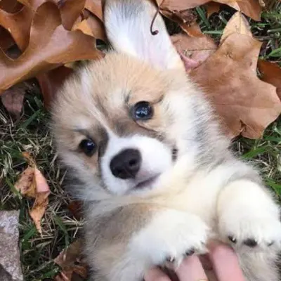 Love Pups Grooming