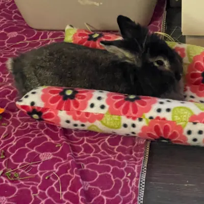 Bunny Bunch Boutique