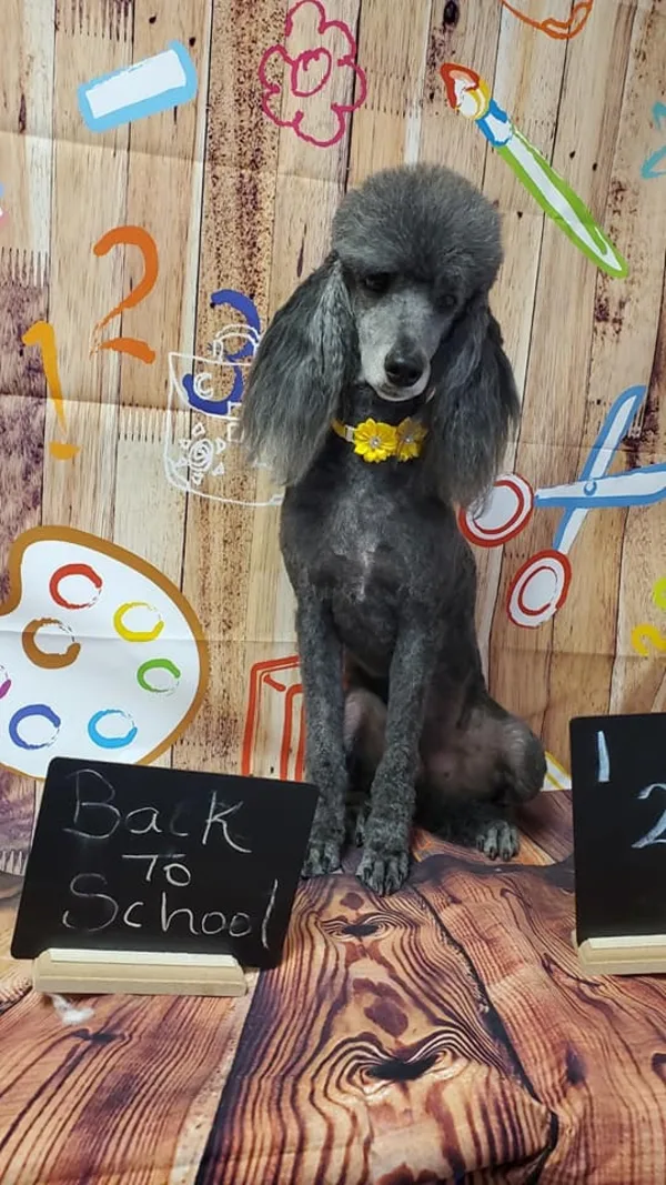 Abracadabra Pet Grooming Inc in Springfield, MO // HomeGuide