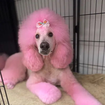 Pawsitively Divine Dog And Cat Grooming