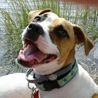 Happy Paws Dog Walking Services