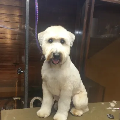 Sitting You Pups Petsitting And Grooming