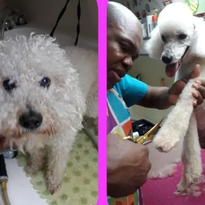 Find sales pet groomers