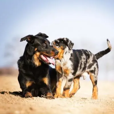 Cognitive Canine Training