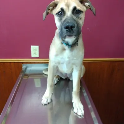 Monon Veterinary Clinic