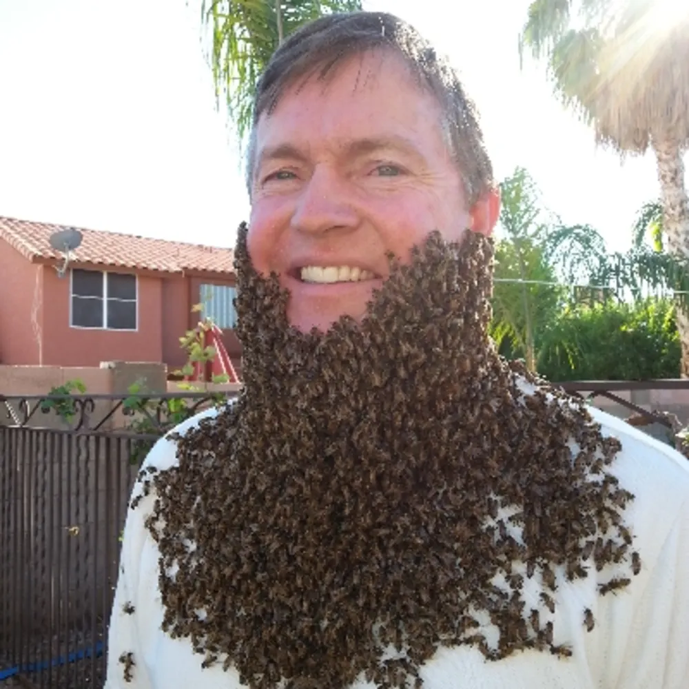The Beehive Bee And Wasp Removal